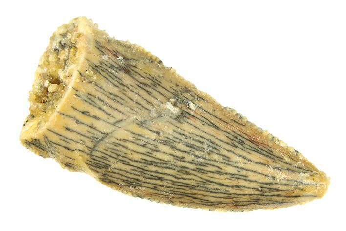 Serrated, Raptor Tooth - Real Dinosaur Tooth #297459